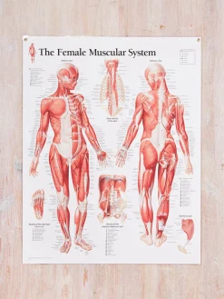 Sale GAZELL01 Muscular System Female Laminated Poster