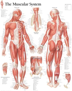 New GAZELL01 Muscular System Male Laminated Poster