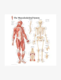 Clearance GAZELL01 Musculoskeletal System Laminated Poster